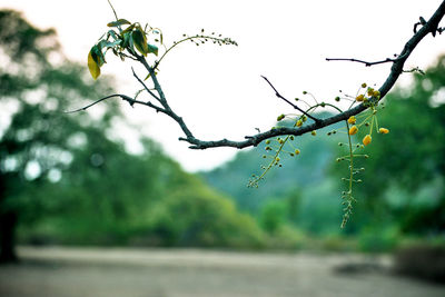 Close-up of water drops on plant against sky
