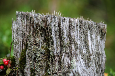 Close-up of moss on tree trunk