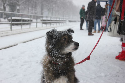 Dog on snow covered landscape during winter