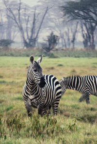 Zebras in a field