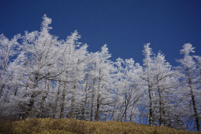 Trees on snow