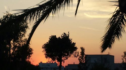 Low angle view of palm trees against sky