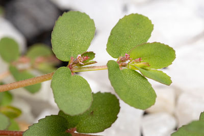 Close-up of green plant