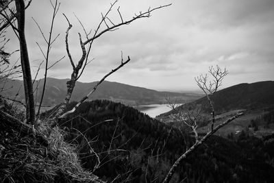 Plants growing on mountain against sky