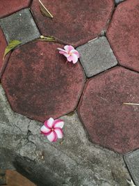 High angle view of pink rose on footpath