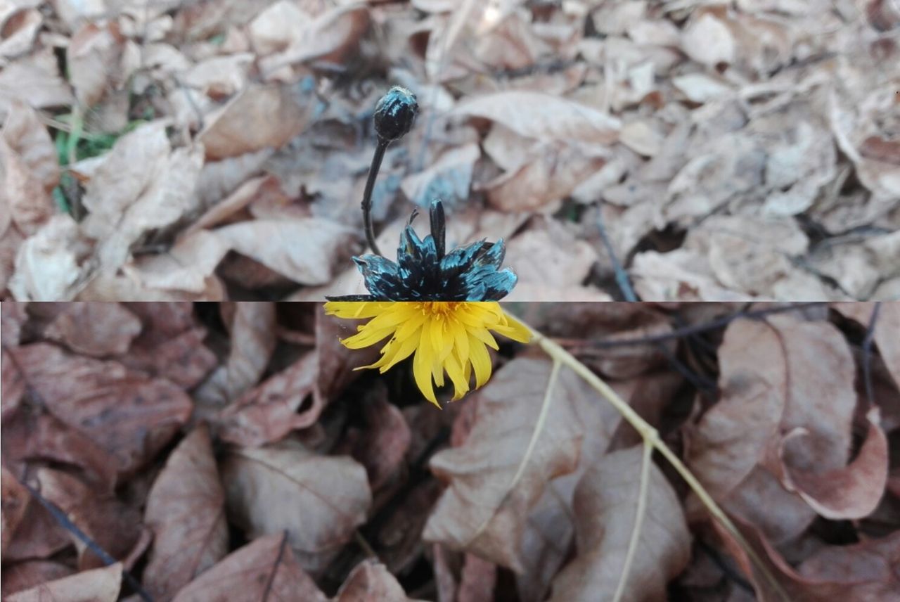 CLOSE-UP OF BUTTERFLY ON YELLOW FLOWERS BLOOMING OUTDOORS