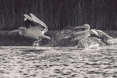 View of birds in lake