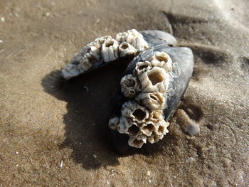 High angle view of shells on sand