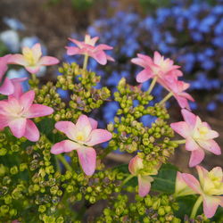 Close-up of pink flowers