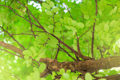 Close-up of green leaves on tree