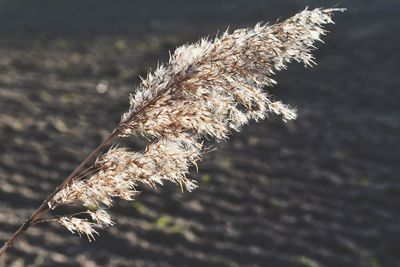 Close-up of wilted plant
