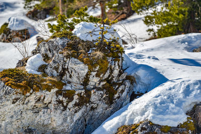 Close-up of snow covered rocks