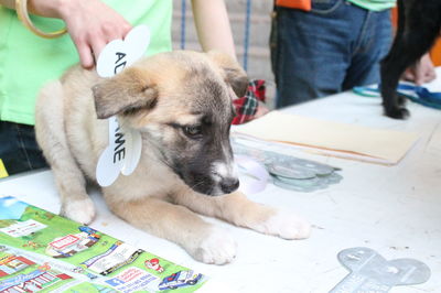 Dog looking at camera