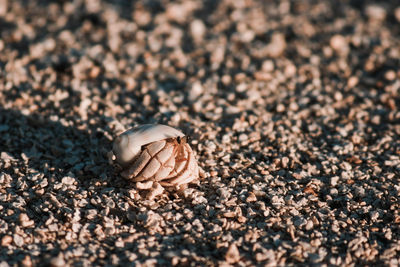 Close-up of shell on sand