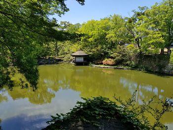 Scenic view of lake against trees in forest