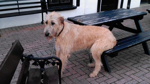 Dog on floor