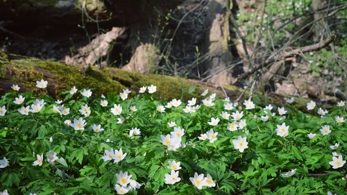 High angle view of white flowering plants on field