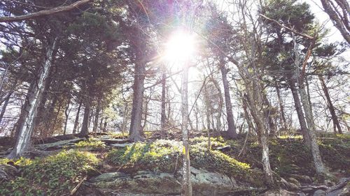 Low angle view of trees in forest against sky