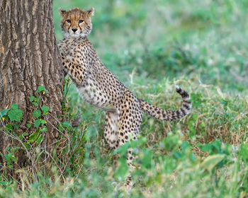 Cheetah on field