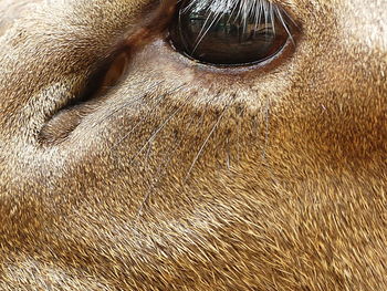 Full frame shot of animal eye