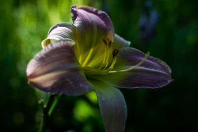 Close-up of purple flowering plant