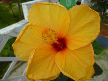 Close-up of day lily blooming outdoors