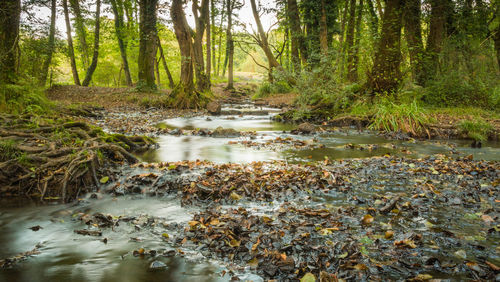 Stream flowing in forest