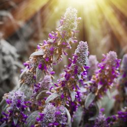 Close-up of purple flowering plant