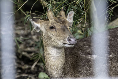 Close-up of deer