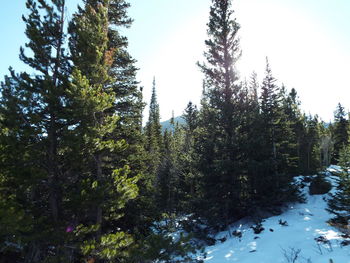 Low angle view of trees against sky