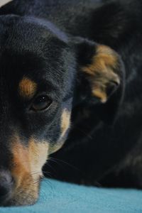 Close-up of black dog