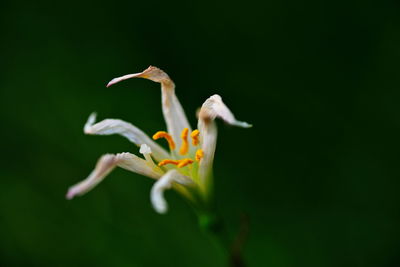 Close-up of flowers