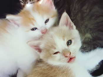 Close-up portrait of white cat