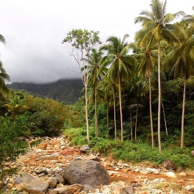 tree, tranquility, tranquil scene, sky, nature, scenics, landscape, beauty in nature, growth, rock - object, mountain, green color, non-urban scene, rock formation, day, idyllic, plant, remote, palm tree, outdoors