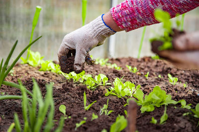 Cropped hand of person gardening