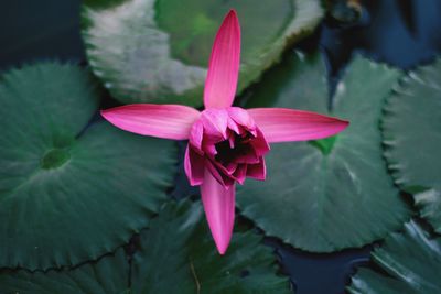 Close-up of pink lotus water lily