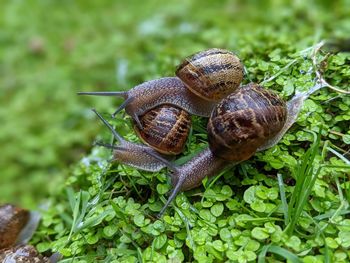 Close-up of snail