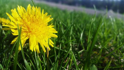 Close-up of yellow wildflowers in field