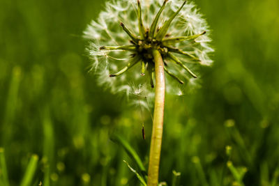 Close up of dandelion