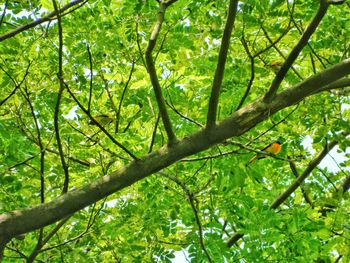 Low angle view of trees in forest