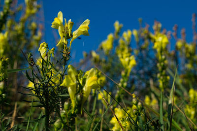 Close-up of yellow flowering plant on field