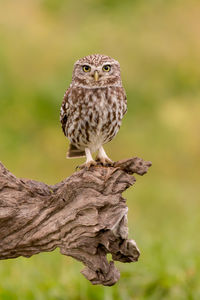 Close-up of owl perching on wood