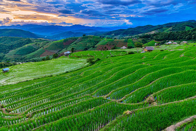 Scenic view of agricultural field against sky