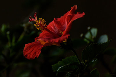 Close-up of red hibiscus blooming outdoors