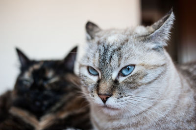 Close-up portrait of cat at home