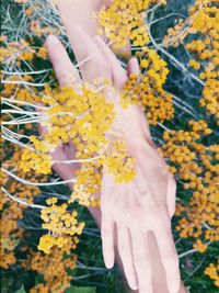 Close-up of hand on yellow flowering plant