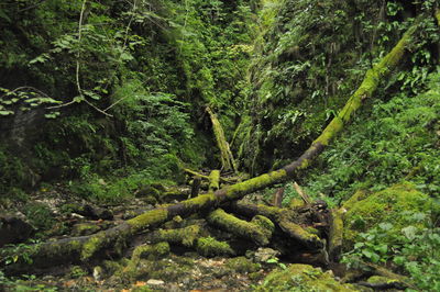 Moss growing on tree in forest