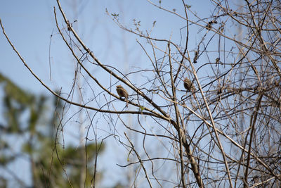 Low angle view of bird perching on tree