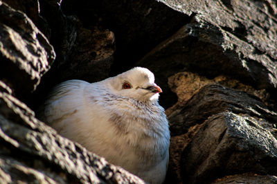 Close-up of bird on rock