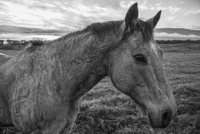 Horse in a field